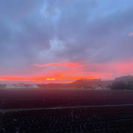 Mas Des Fleurs - Mimosa Perpignan