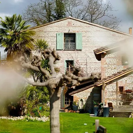 Mas Des Fleurs - Mimosa